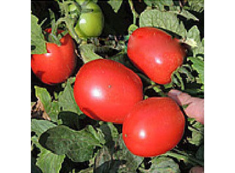 Семена томата Рани F1 (1000 семян), Libra Seeds (Erste Zaden), детерминантный Семена томата Рани F1 (1000 семян), Libra Seeds (Erste Zaden), детерминантный